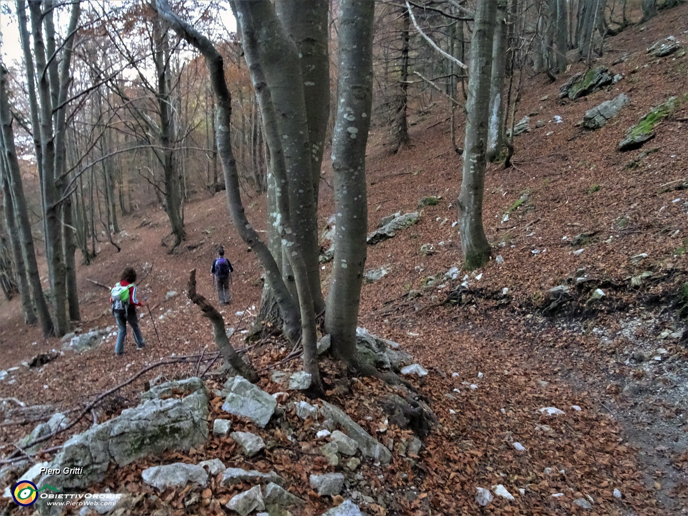 90 Dal Passo di Grialeggio scendiamo sul sent. 136 su tappeto di foglie  nella faggeta ormai in ombra.JPG